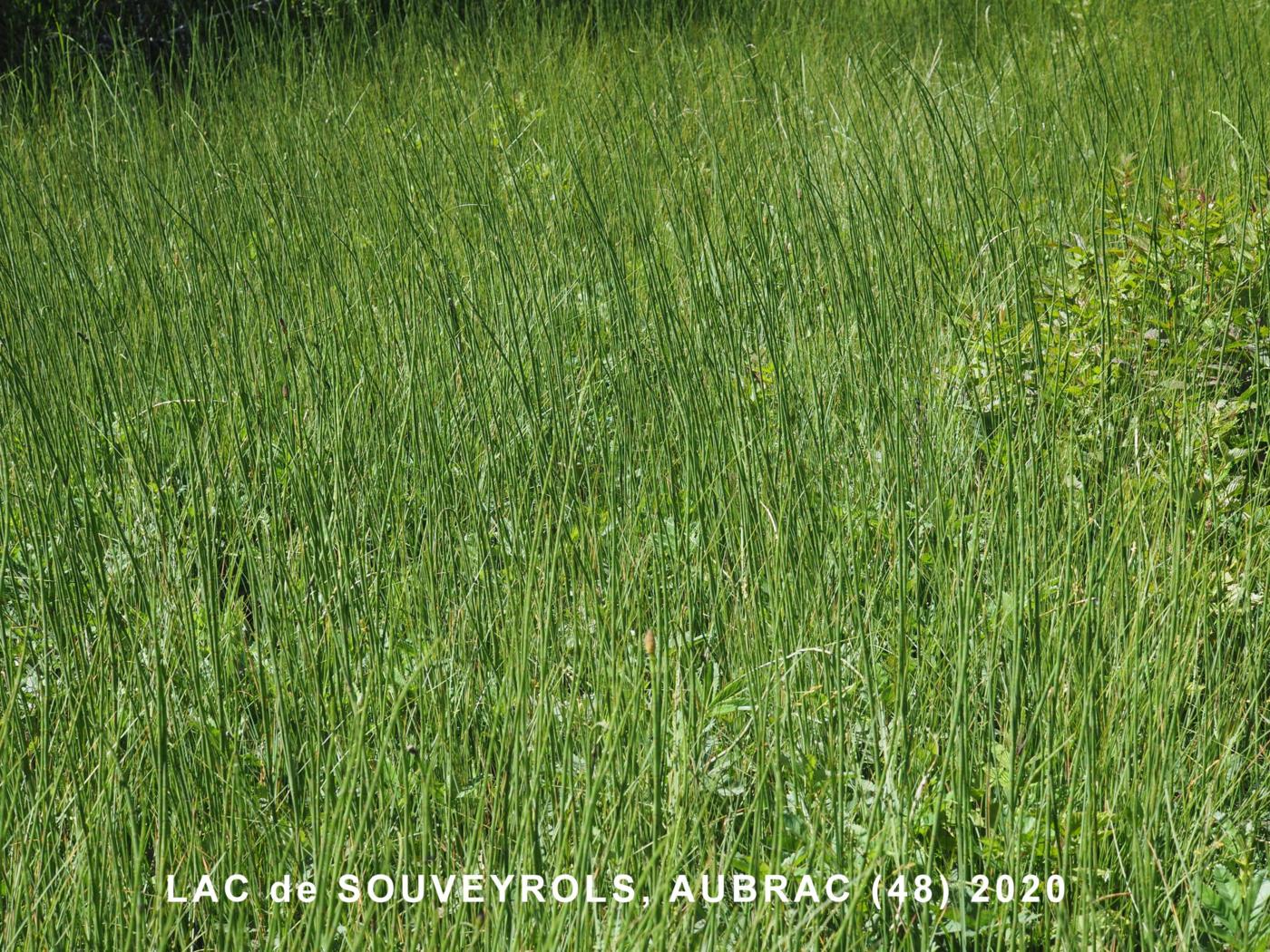 Horsetail, Water plant